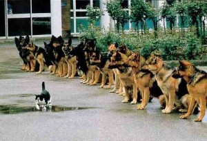 dogs&cat Courage & Map of Consciousness